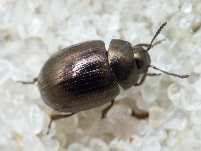 Neophaedon pyritosus (Rossi, 1792)